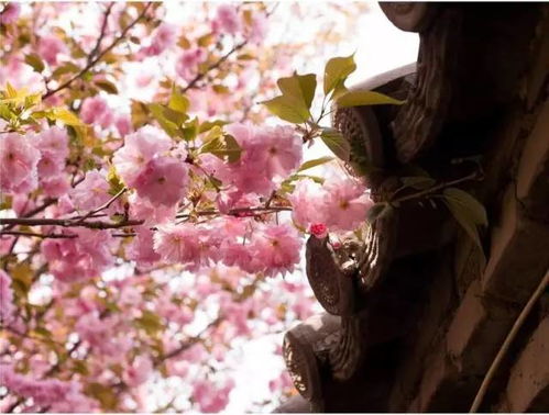 日本国花樱花，赏花季节如何才能欣赏到最美的樱花呢