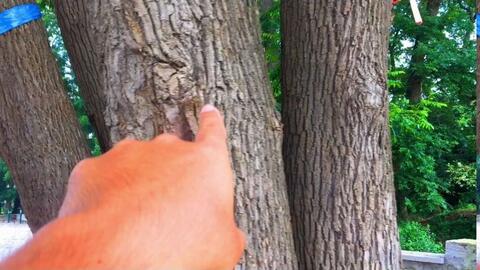 神秘的红木果实嫩种活吗？