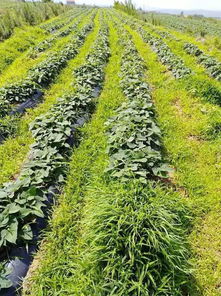 草甘膦的神奇作用：杀草、 除根、防反弹