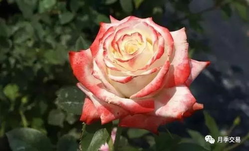 月季花苗的烫根大法