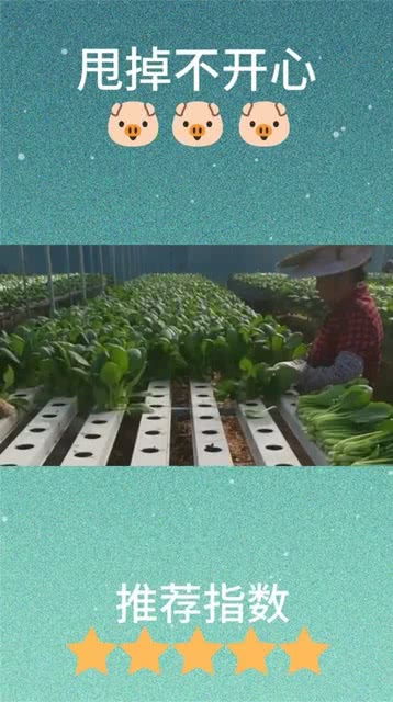 金针菇切开后如何进行无土栽培，实现二次生长