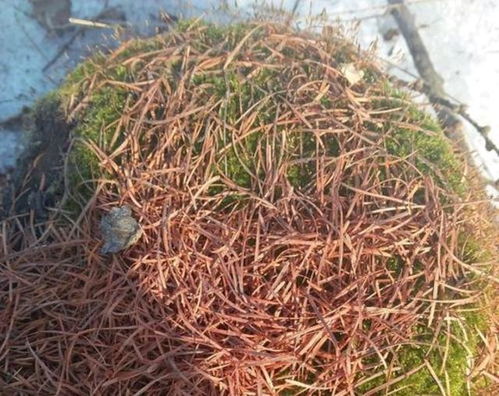 松针变红，腐熟处理大揭秘！