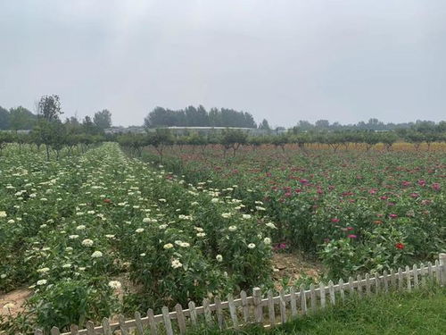 1. 贵阳乌当新天花卉批发市场