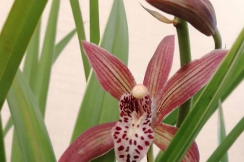 问题二：兰花烂根的处理方法