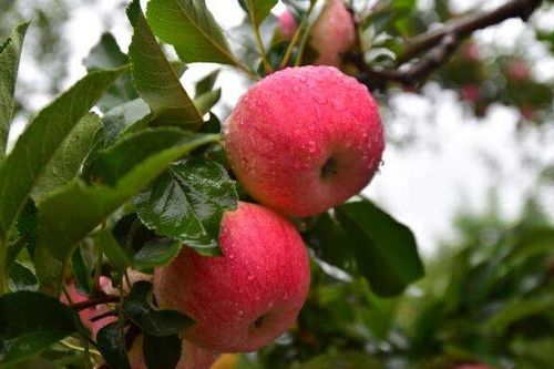 果树施肥的黄金时期揭秘