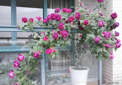 月季树种植方式多样， 打造美丽庭院