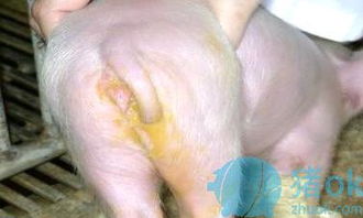 仔猪腹泻防治与营养保健方案