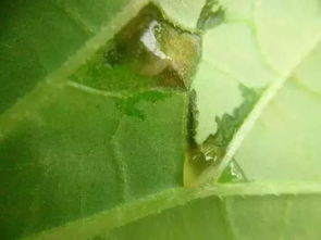 农用链霉素的神秘面纱：它是如何保护我们的作物的？