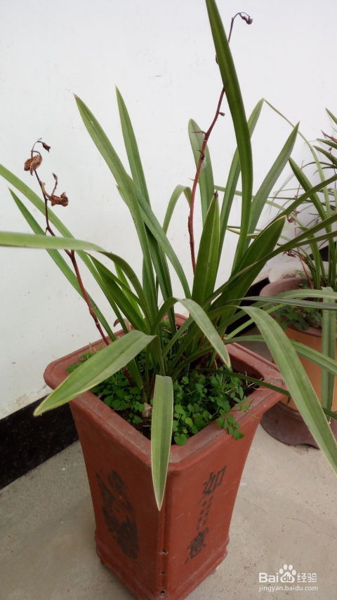 如何移植兰花？