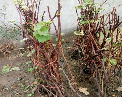 果树移栽，何时生根，何时成活？