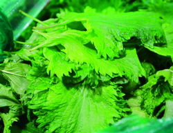 野菜图片大全，图库里都有哪些常见野菜