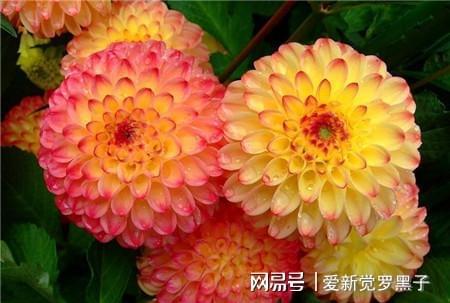 想要种好大丽花，需了解其生长习性、土壤要求和养护技巧