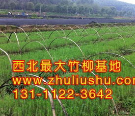 西安附近苗木基地竹柳树苗价格揭秘