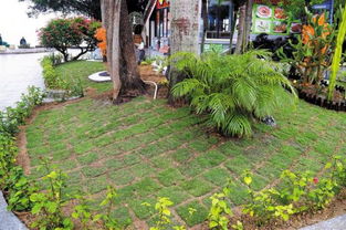 草皮新铺，水浇几回，健康生长是关键？