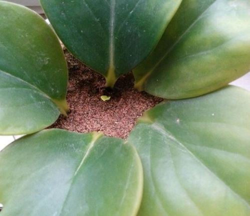 叶插:剪切下叶片，待风干后插入盆土中；插穗:用带有叶片的茎段Zuo插穗，其成活率比叶插的成活率高；播种:种子播于浅盘内，上覆一层薄薄的细砂，先喷洒些许杀菌剂，约15~3 ....多肉夏天放空调间里行吗 要怎么度过夏天·.