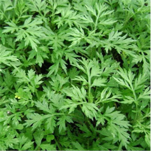 多管齐下 蚊虫无处可逃