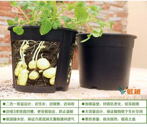 水培蒜苗种植方法，如何轻松在家种植蒜苗