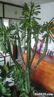 霸王鞭花卉养殖入门篇