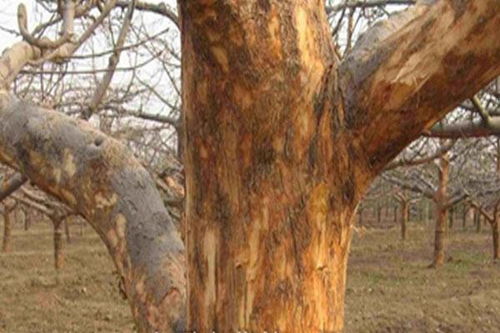 不只是防虫那么简单