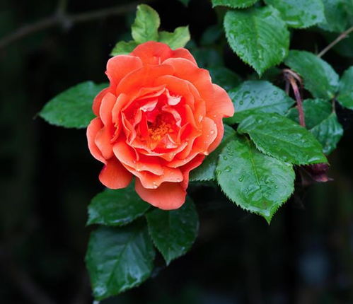 月季的“渴”与“肥”：立秋后的特bie呵护