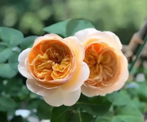 月季苗，泥巴裹根怎么办？