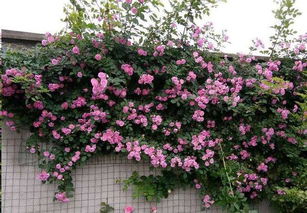 一、 蔷薇的生长习性大揭秘