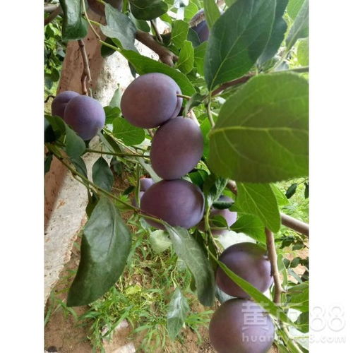 榕树苗根系不发达，为什么存活率低