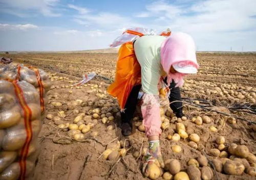 人与仙人掌的故事