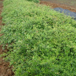 火棘苗， 园林绿化的小Neng手