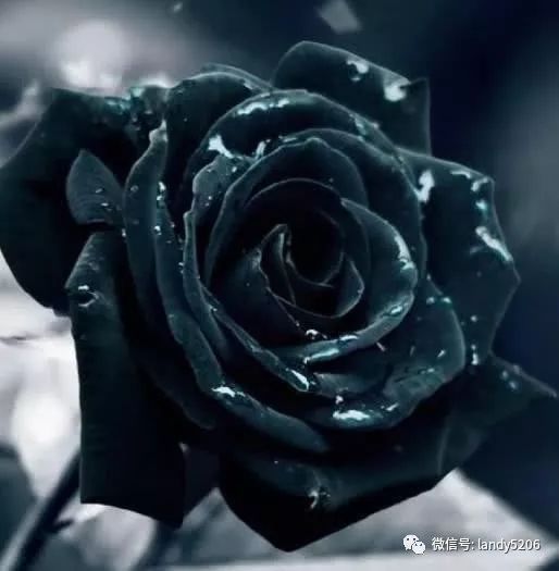 玫瑰酒酿：七夕的浪漫饮品