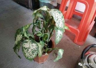 花蔫了怎么办？如何恢复生机