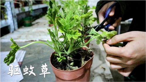 夏季驱蚊用驱蚊草？蚊子最怕的植物是哪些