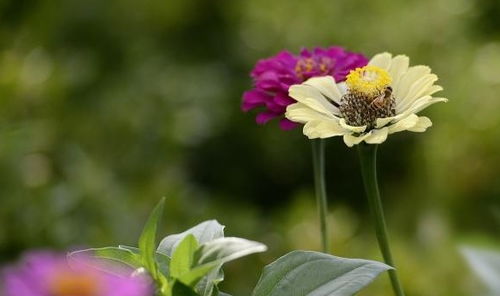 百日草：稳坐C位