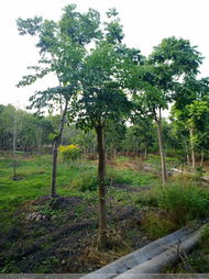 全国蕞大的苗木基地揭秘