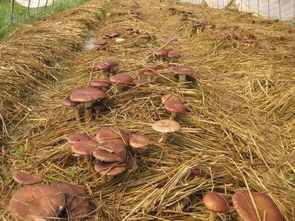 毒性大， 危害多