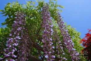 施肥小知识：紫藤的花期与肥料