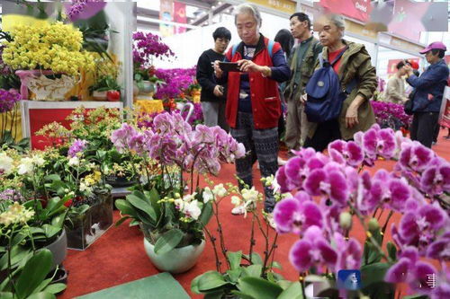 拱北昌盛路拐角：陈叔的发财树