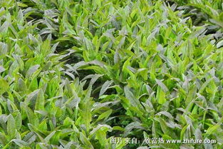 2018年种植油麦菜，能否盈利
