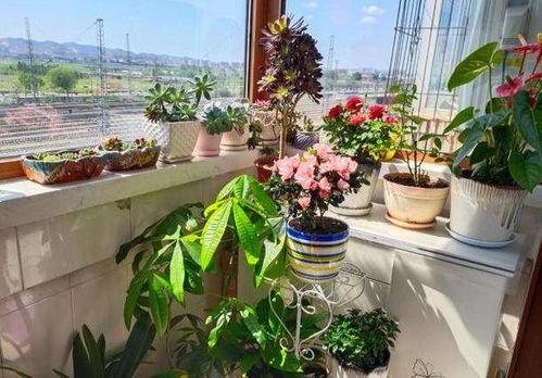 家里养花，美丽与健康并行？