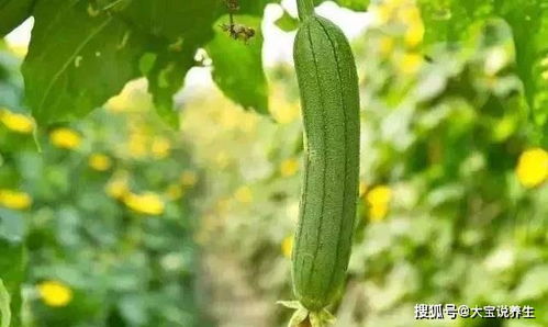 “在哪个季节种植丝瓜最适宜？有哪些注意事项