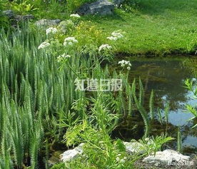 市政绿化为何用毒植物？