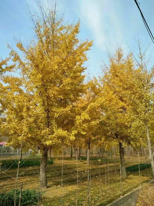 银杏苗种植时需要注意哪些细节，以确保银杏树的健康成长和良好管理