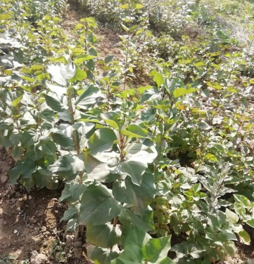 蓝丁香通常在春季开花，属于落叶灌木