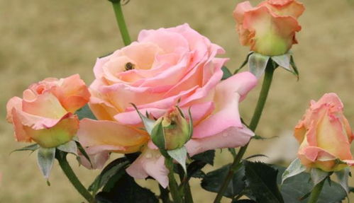 施肥和浇水：月季的滋养之道