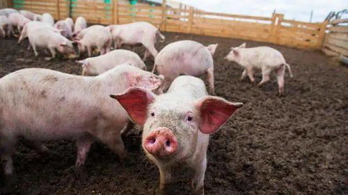 猪价跌到十元后未来还有回升的希望吗？