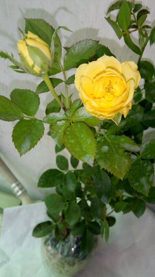 施肥要均衡， 修剪要合理