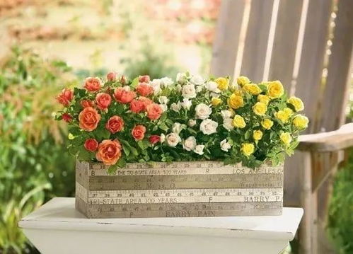 月季花的日常管理， 不可忽视