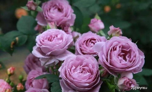 大花蓝月月季：颜色独特