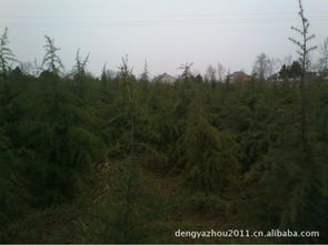 季节性影响的神秘面纱