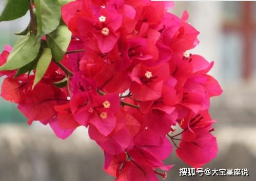 三角梅的花语究竟蕴含着怎样的深层寓意